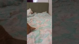 Sonadow. Название книги: Страх любого беременного.(4 глава). Автор: Паренкова Мария. (котики на фон)