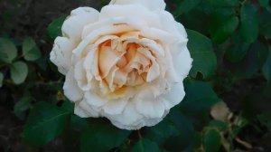 05=09=2025  Ю  КМР  (75)