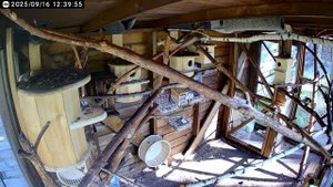 БЕЛКИ БЕЛЬЧАТНИК