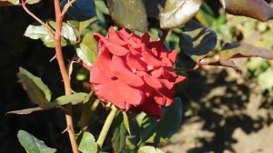 15=09=2025 ник (18)