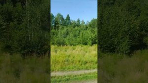 Русские берёзки лето 2025