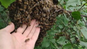 На пасеке Толчевых ловим улетевший рой