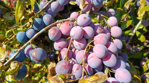 Очередная игрушка для хозяйства ☺️Обрезала малину🌱 Дверка индоуткам сварена🚪Сбор урожая🌶️🫑🫒🍇🍆