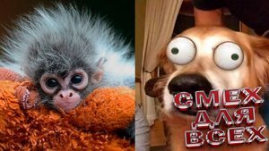 ПРИКОЛЫ С ЖИВОТНЫМИ ДО СЛЕЗ Смешные СОБАКИ Приколы Милые и смешные собаки и песики