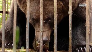 Медведице из «Ангарской деревни» подарили 33 килограмма мёда