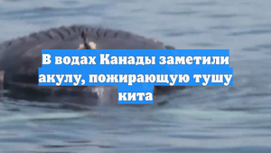 В водах Канады заметили акулу, пожирающую тушу кита