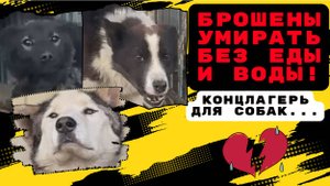 Собачий концлагерь в Борогонцах!