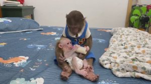 Обезьянка МАЛЫШКА бдит за КРОХОТУЛЕЙ Молоко соску нашла Накормила Дремлят СМЕШНЫЕ МАЛЫШАТА