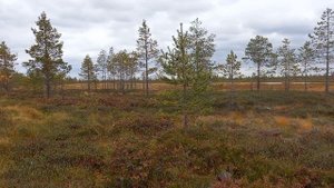 Сентябрь в лесу 16.09.25.