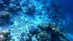 Мальдивы fihalhohi черепаха