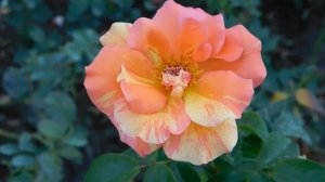 05=09=2025  Ю   КМР  (85)