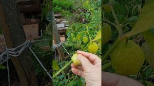 НУ ВОТ И ОСЕНЬ ПРИШЛА 🍂