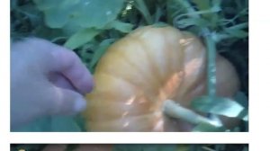 Наглядный анализ окупаемости выращивания тыкв (с видеоиллюстрациями) !