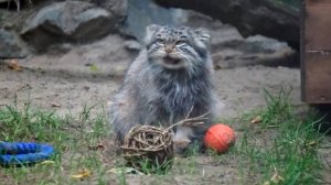 Котята мамы Снежинки научились сердито разговаривать!