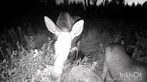 Лосиха с лосенком на солонце.