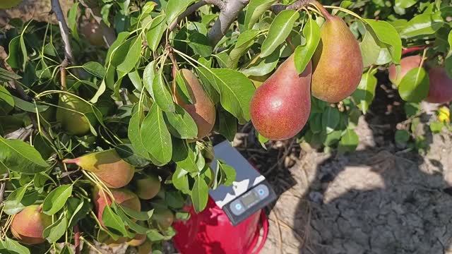 Груша Дево смотреть онлайн