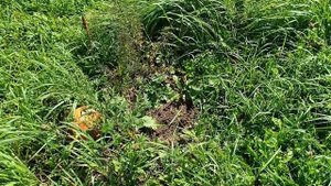 Выкопали картофель, собрали грибы.