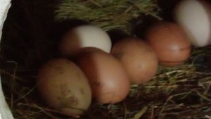 @ Светлана Игорь из Сибири