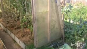 Мой огород 15.09.25.