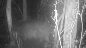 Видео фото ловушки