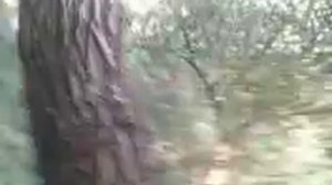 ползаем по дереву 2