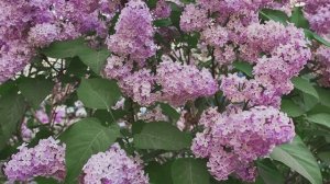 Современная классическая музыка на скрипке | Ecveezer - Good