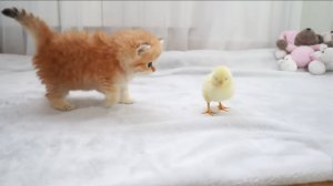 Ты не видел таких котят! 🐾