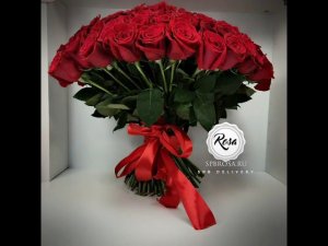 Spbroza Купить розы Эквадор дёшево в СПб