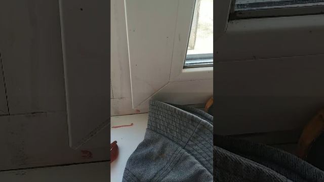 три кота 
игра смотреть онлайн