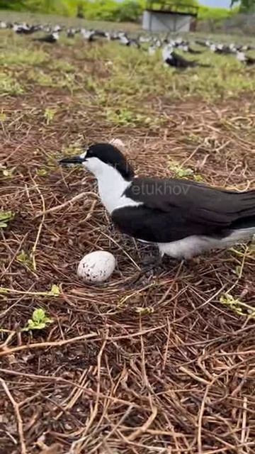 Сейшелы. The Seychelles. 塞舌尔。 смотреть онлайн