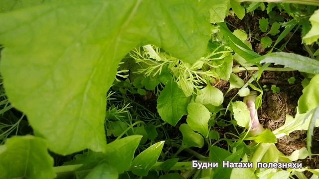 Саша буйствует! Что посадить в теплице в конце сезона?