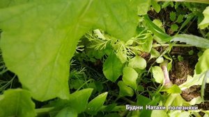 Саша буйствует! Что посадить в теплице в конце сезона?