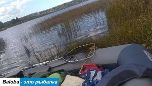 Бердский залив. Судака нет - есть облепиха!