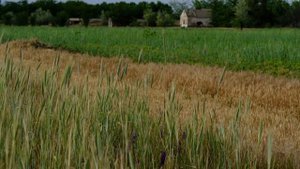 Ветер в поле