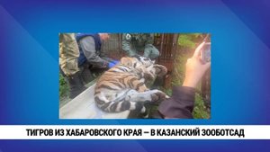 Тигров из Хабаровского края — в казанский зооботсад