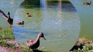 Утренняя  осенняя прогулка по городу ( 16 сентября)