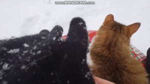 Катаемся с горки с котом.