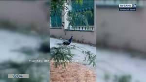 Павлин попал на видео, прогуливаясь по Ботаническому саду в Краснодаре