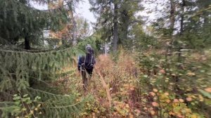 Висимский заповедник  гора Дикая гора Оборотная