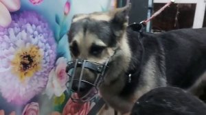 Что - то на богатом...😌

Наш мальчик собирается на выставку.🤩
Гордость Сталинграда Океан Эльзы.🩵