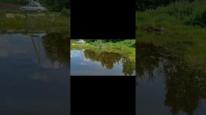 Летний карась