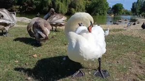 Семейка лебедей.