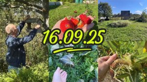 ДАЧА 16.09.2025 / СНЯЛИ КОРМУШКУ / НОЧНЫЕ ЗАМОРОЗКИ