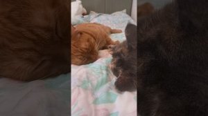 Sonadow. Название книги: страх любого беременного.(7 глава) Автор: Паренкова Мария. (котики на фоне)