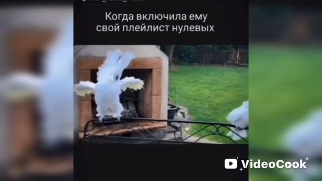 Попугаи и музыка