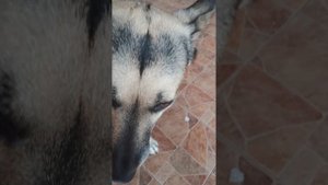 моя собака Мотя.