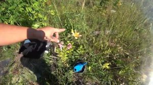 20-2021 Урожай Кабачков __ Elena Pero