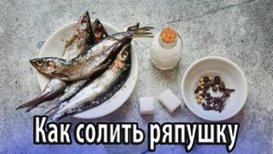Как правильно дома солить ряпушку