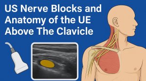 УЗИ-блокады нервов и анатомия верхней конечности выше ключицы