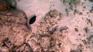 Мальдивы fihalhohi дерзкий карась пускает пыль в глаза мурене